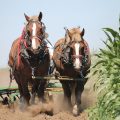 Tagesablauf auf dem Gut - Pferde bei der Feldarbeit